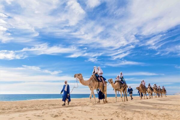 Tour en Camello en Los Cabos Camel Safari