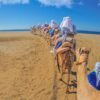Tour en Camello en Los Cabos Camel Safari