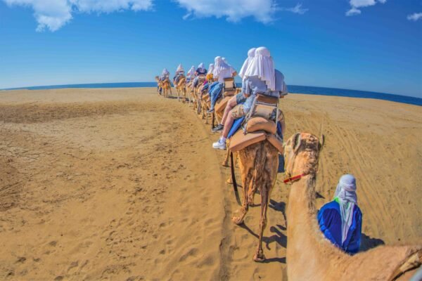 Tour en Camello en Los Cabos Camel Safari