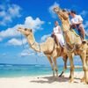 Tour en Camello en Los Cabos Camel Safari
