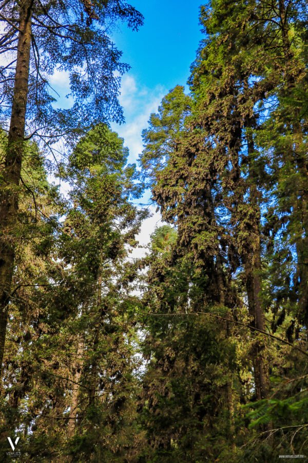 Santuario de la Mariposa Monarca "El Rosario" Información Precios Ubicación Costos