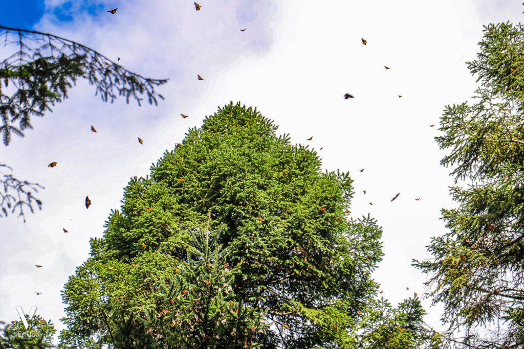 Santuario de la Mariposa Monarca "El Rosario" Información Precios Ubicación Costos