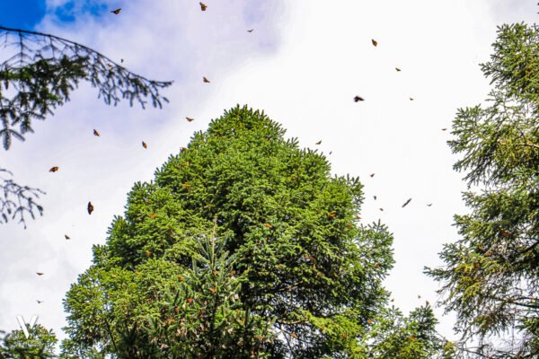 Santuario de la Mariposa Monarca "El Rosario" Información Precios Ubicación Costos