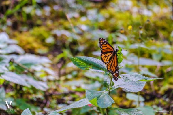 Santuario de la Mariposa Monarca "El Rosario" Información Precios Ubicación Costos