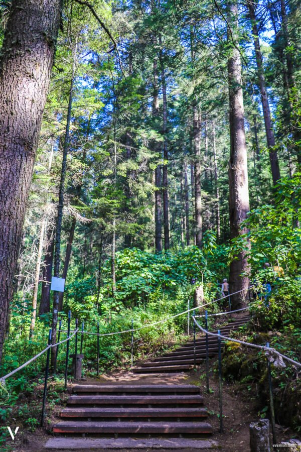 Santuario de la Mariposa Monarca "El Rosario" Información Precios Ubicación Costos