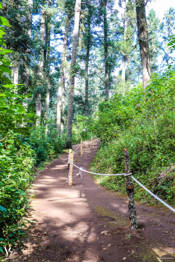 Santuario de la Mariposa Monarca "El Rosario" Información Precios Ubicación Costos
