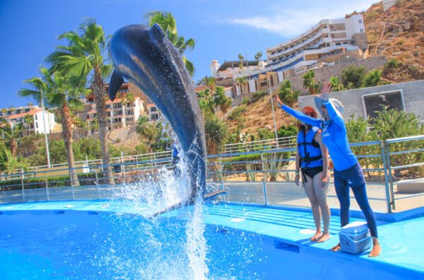 Cabo Adventures: Entrenador de Delfines por un día