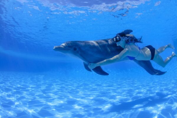 Cabo Adventures Nado Premium Precios