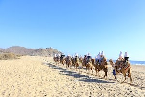 Camel Safari place picture