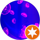 Ridi Espino profile picture