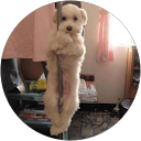 Saori Cisneros profile picture